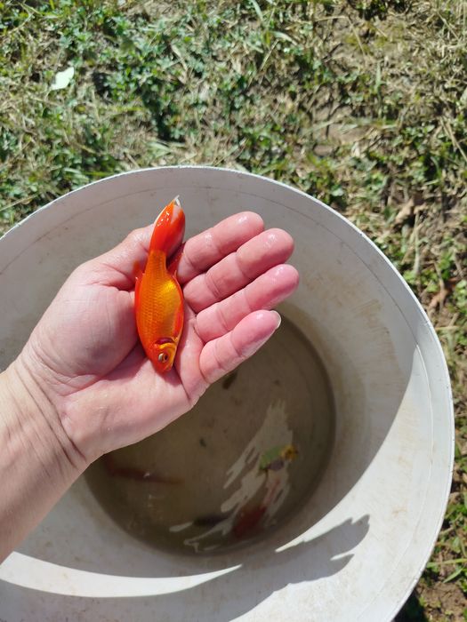 Езерни рибки комета