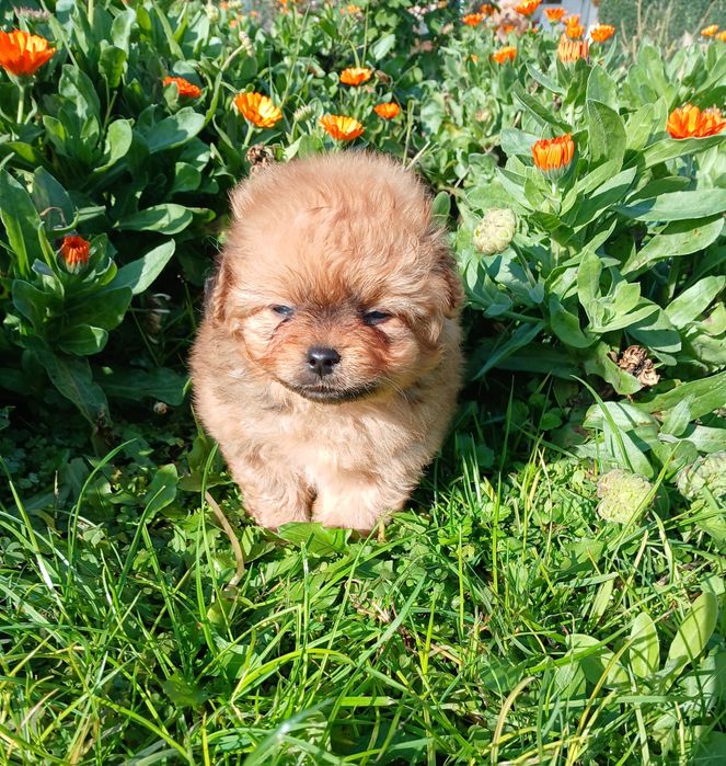 Помапу/Pomapoo той пудел