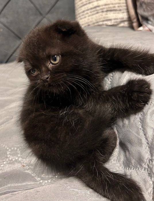 Британски котета