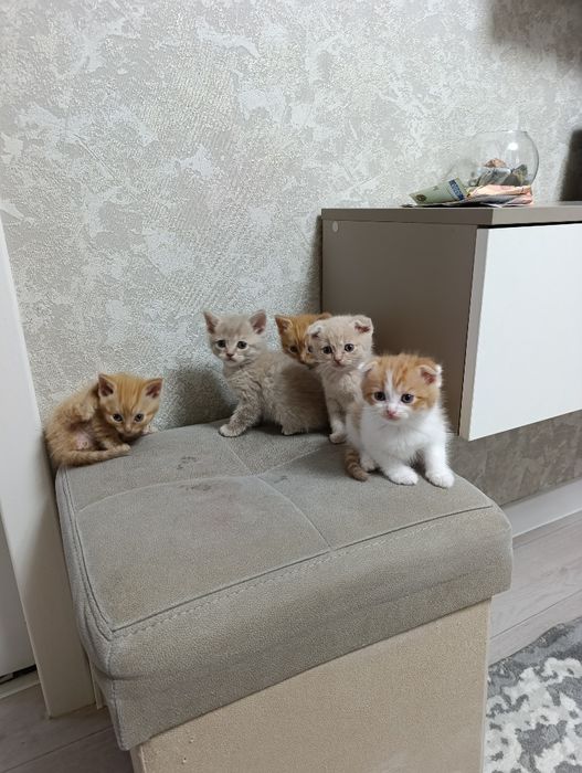 Продажа котят срочно.