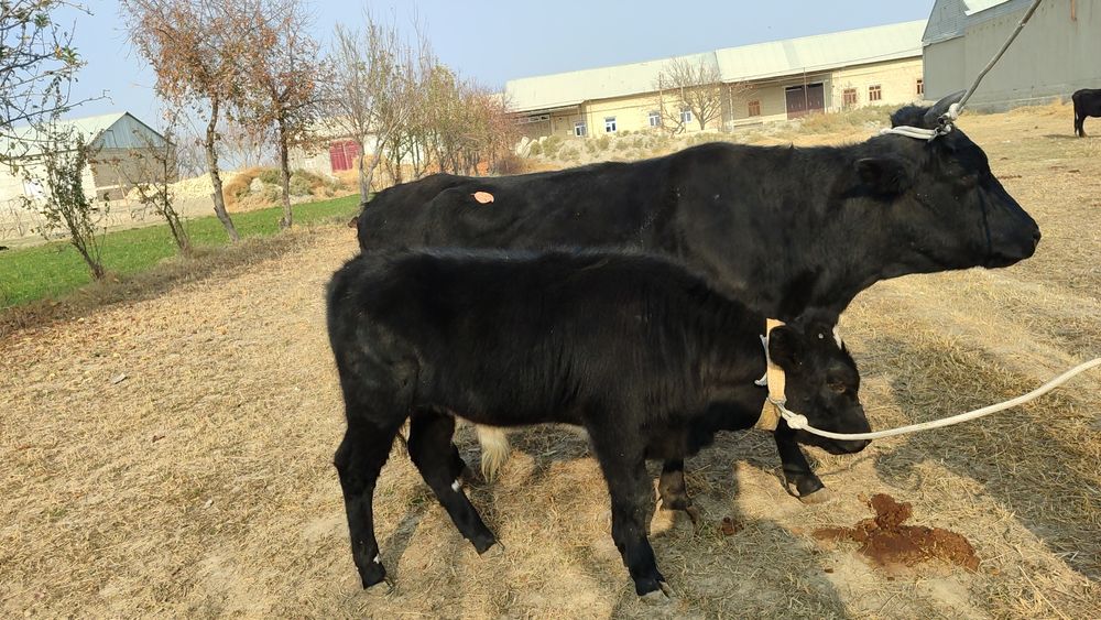 Ona bola sigir sotiladi