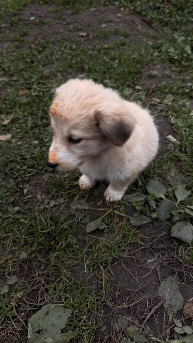 Donez 5 cățeluși adorabili