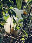 Vand oua bio de gaina ,de rate pekin si oua de gasca americana