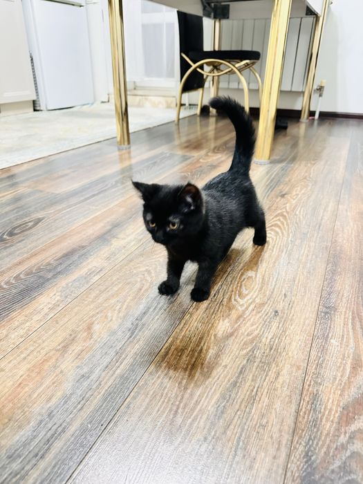 отдам катенка в хорошие руки