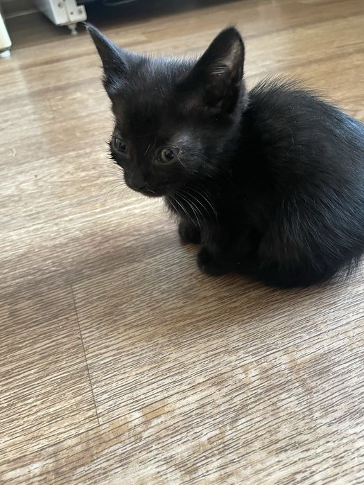 Отдам котят 2мес