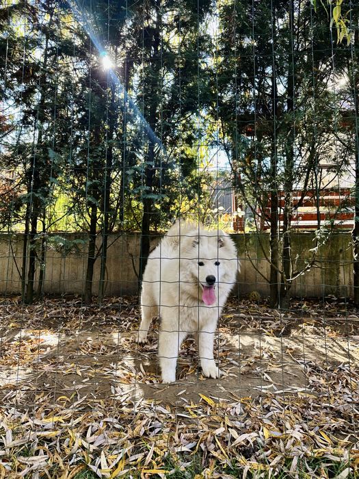 Vand catelusa Samoyed