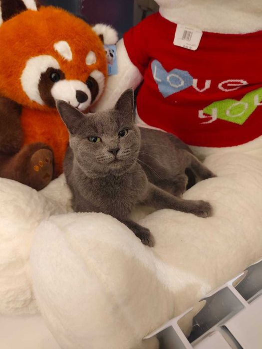 Отдам в добрые руки молодого котика, мальчик