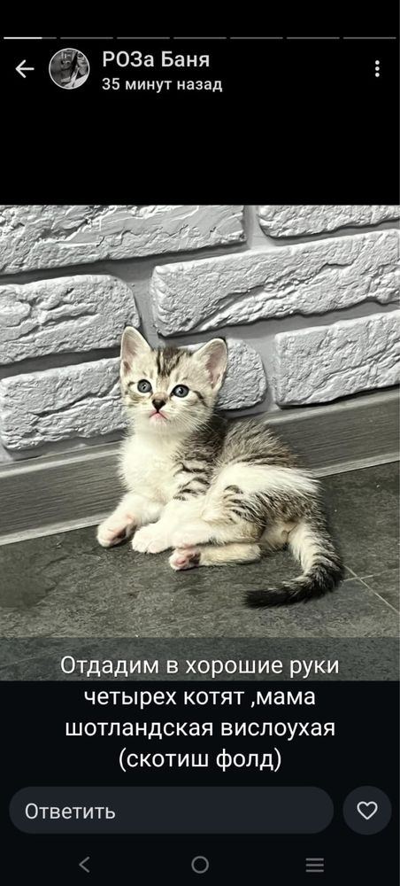 Вислоуха котенки