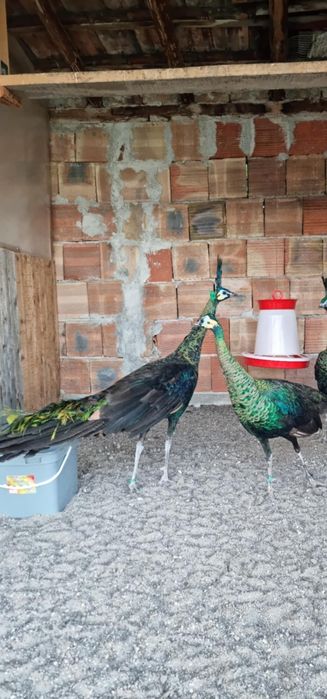 Продавам Пауни чифтове