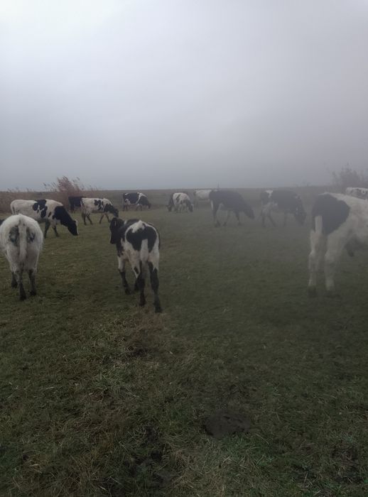 Vând vitei  de rasa