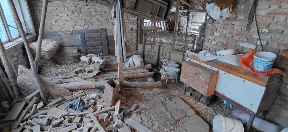 Продавам малки прасенца