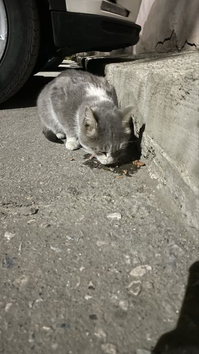 Домашний кот потеряшка
