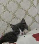 Котенок мальчик