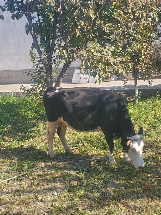 gallanskiy sigir zota toza 25mln