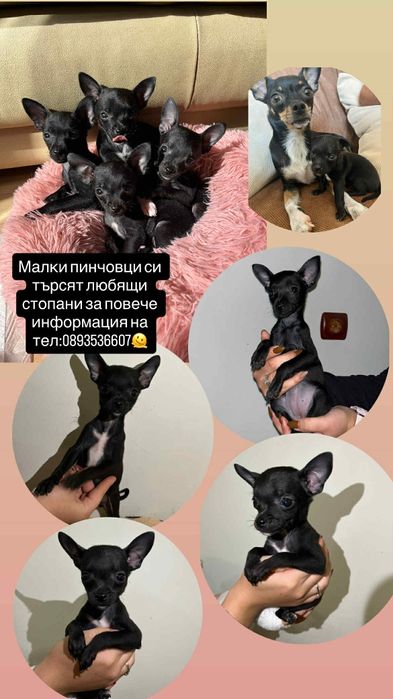 Продавам Мини пинчер