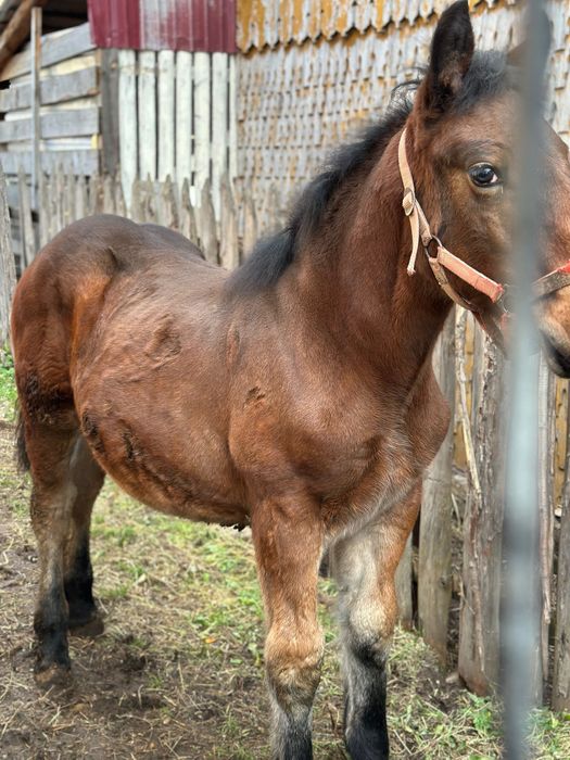 Vând mânză de 6 luni