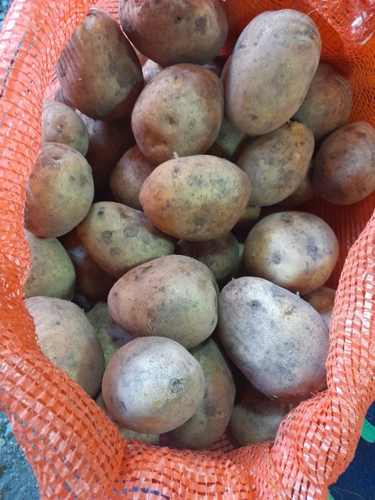 Картошка домашняя