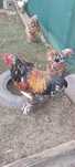 vand gaini brahma porțelan, australorp splash, cocos wyandotte