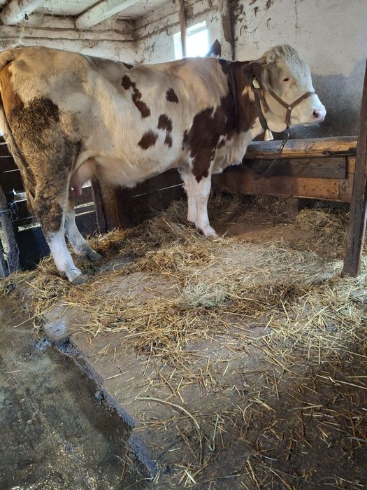 Vacă de vânzare  cu vițel