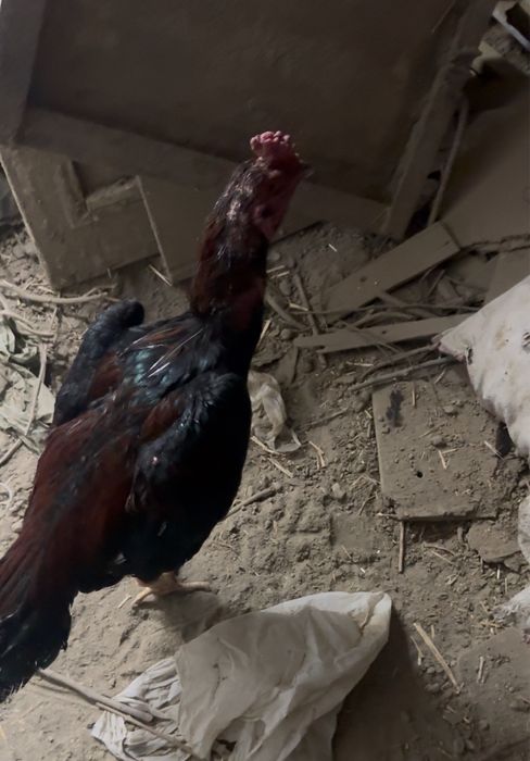 хорозлар сотилади