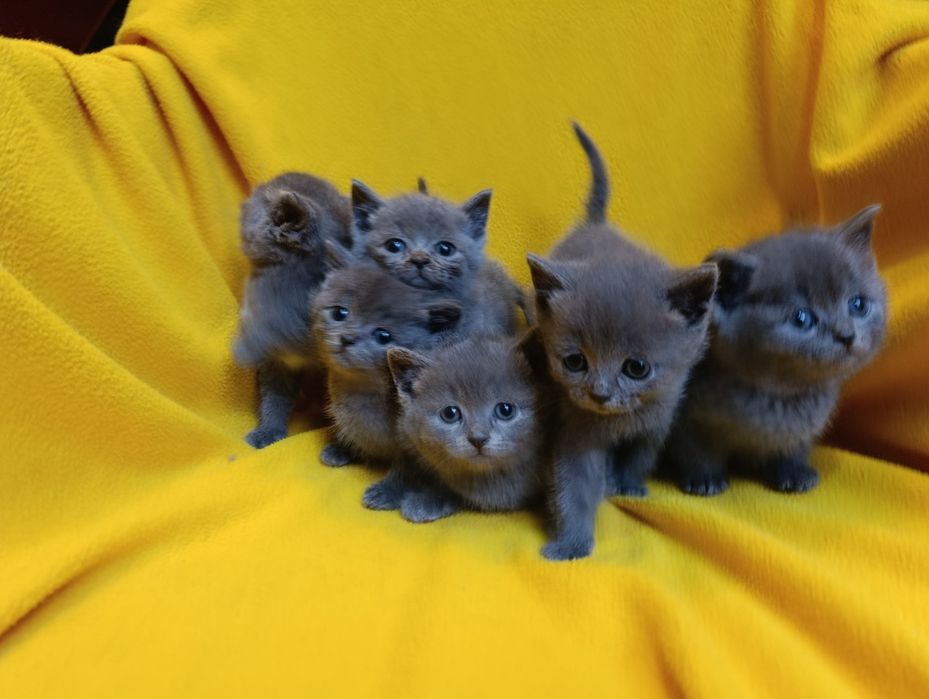Котета порода Руска синя котка