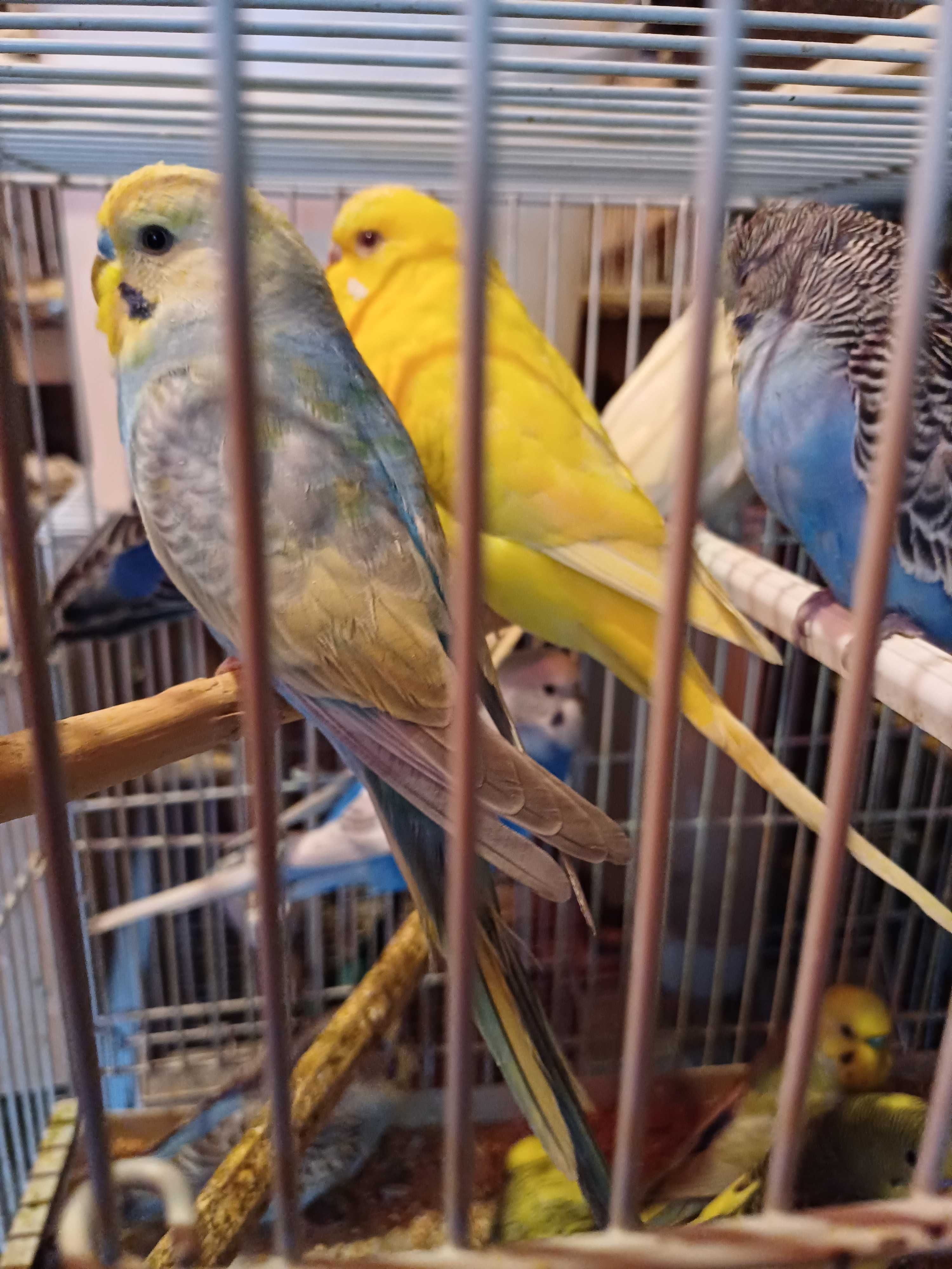 Vând perusi pui,maturi cântatori nimfe kakariki rosella  turturele .