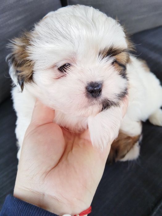 Ши тцу момченца и момиченца