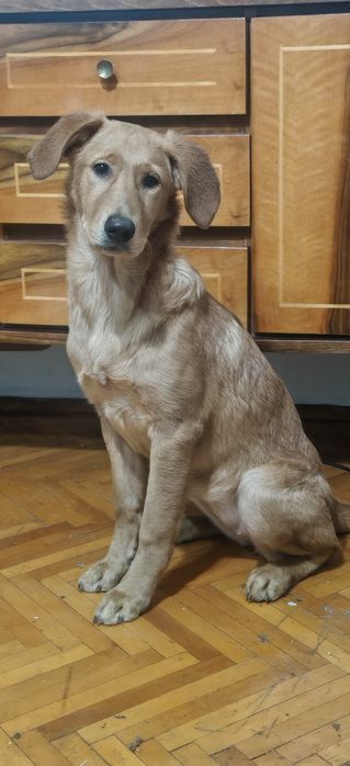 Adopție Golden retriever