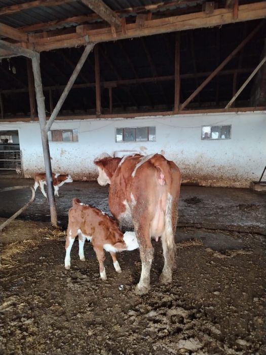 Vând vaca cu vițel