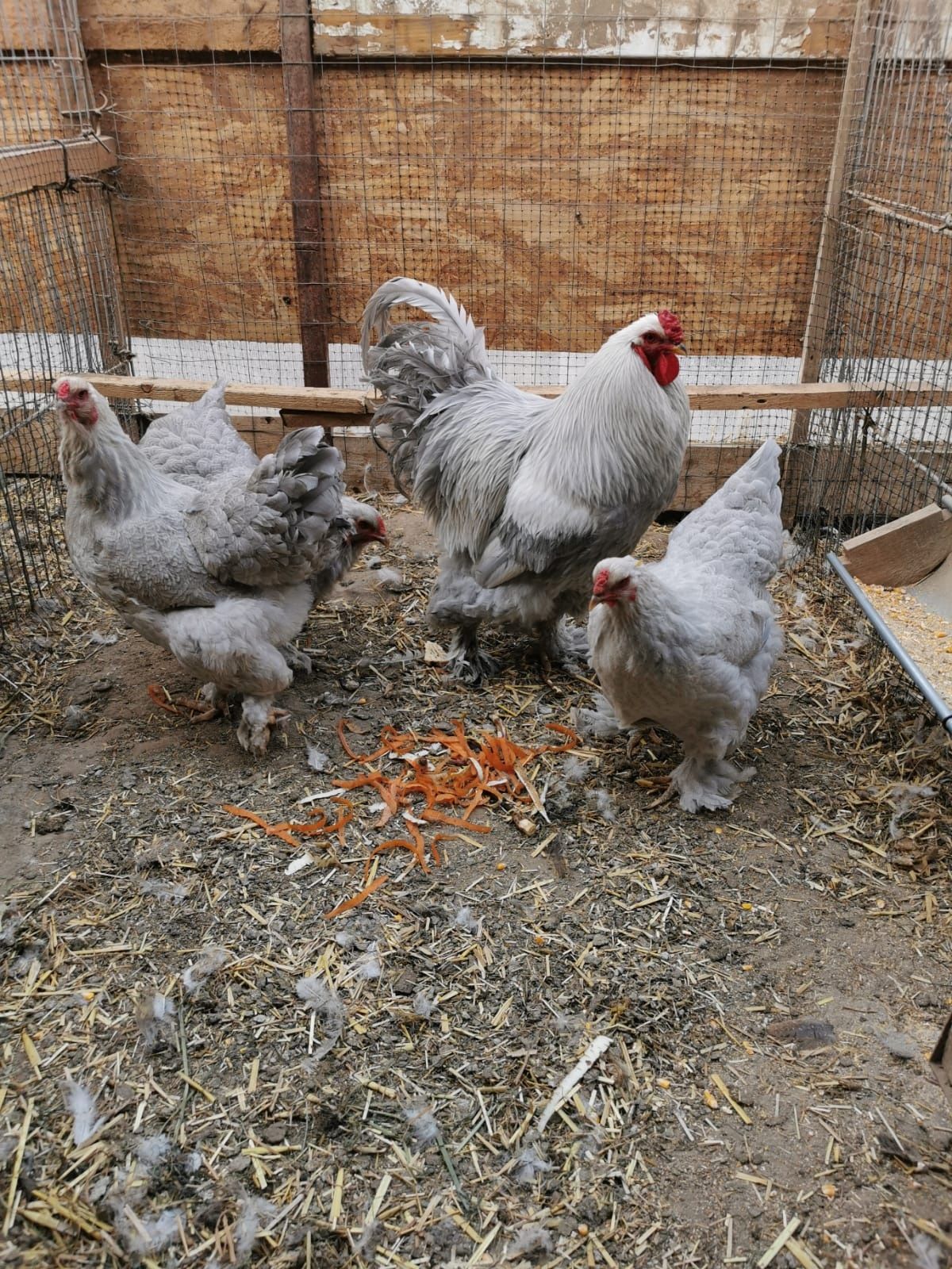 Vând familie brahma izabel