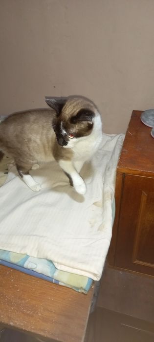 Donez pisoi de un an.