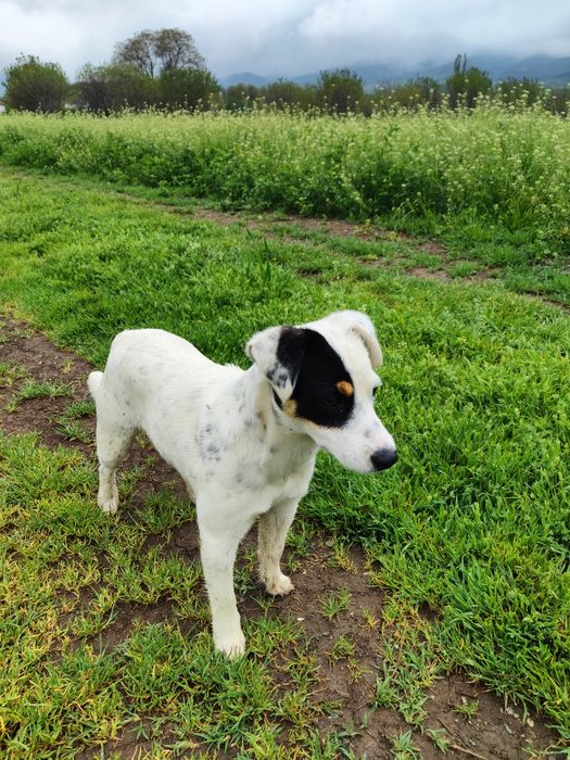 Подарява се женски "Джак ръсел" и мъжко "Западно сибирска лайка"