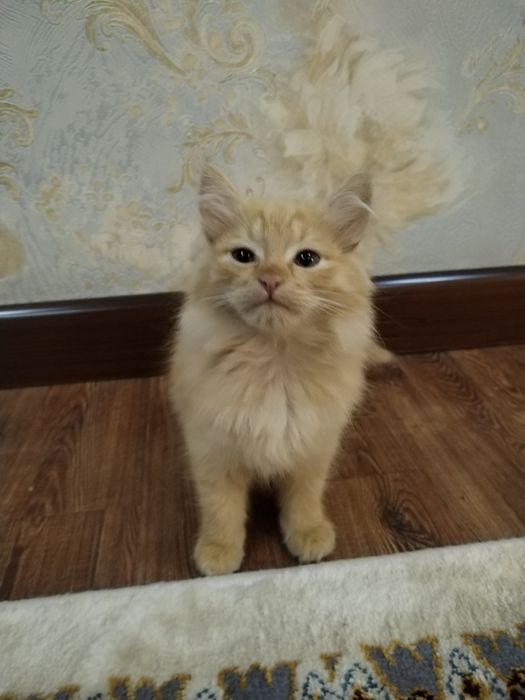 Продаётся котенок Мейн Кун с золотой шиншилой за 100 $,