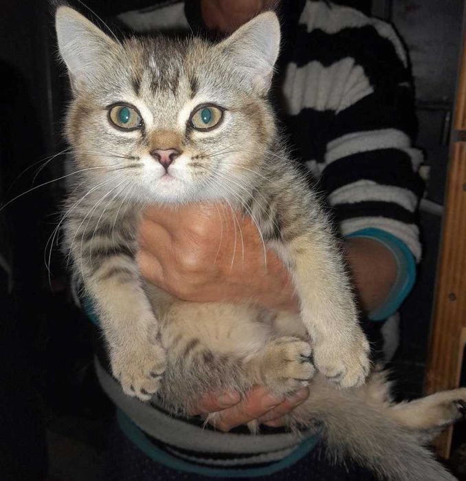 Бритиш британский котенок девочка 2 месяца. Бесплатно в добрые руки