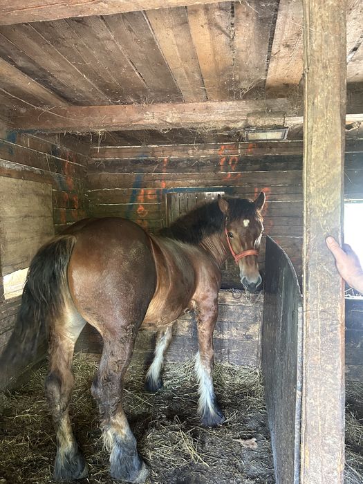Vand manz de 1 an si 4 luni sau schimb cu variante auto