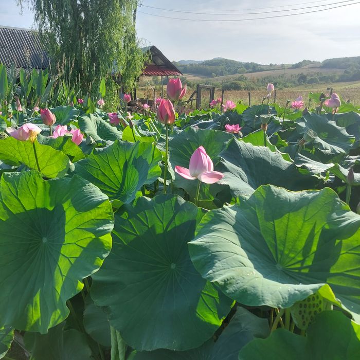 Plante de apa lotus ,nuferi diferite culori