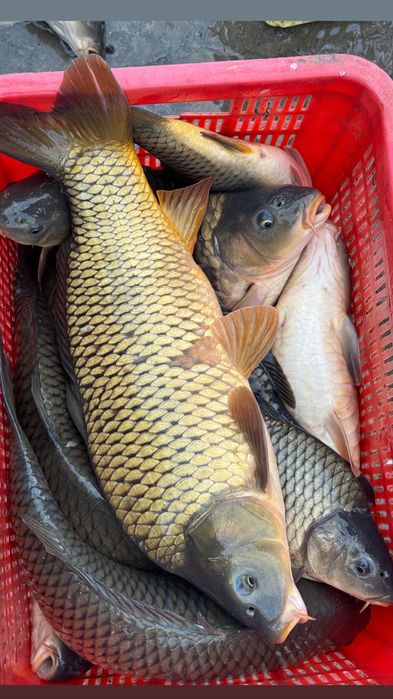 Рыба, САЗАН, Балик