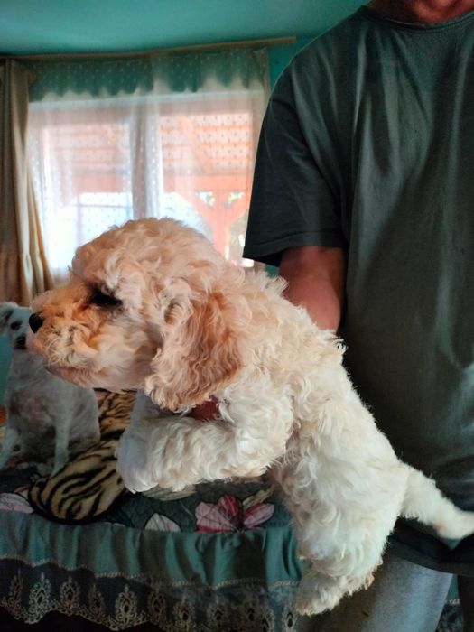 Pudel crem /i toy baetel