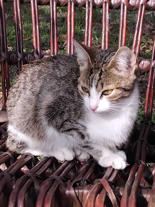 Подарявам малки котета