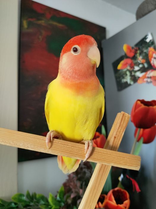 Agapornis pereche