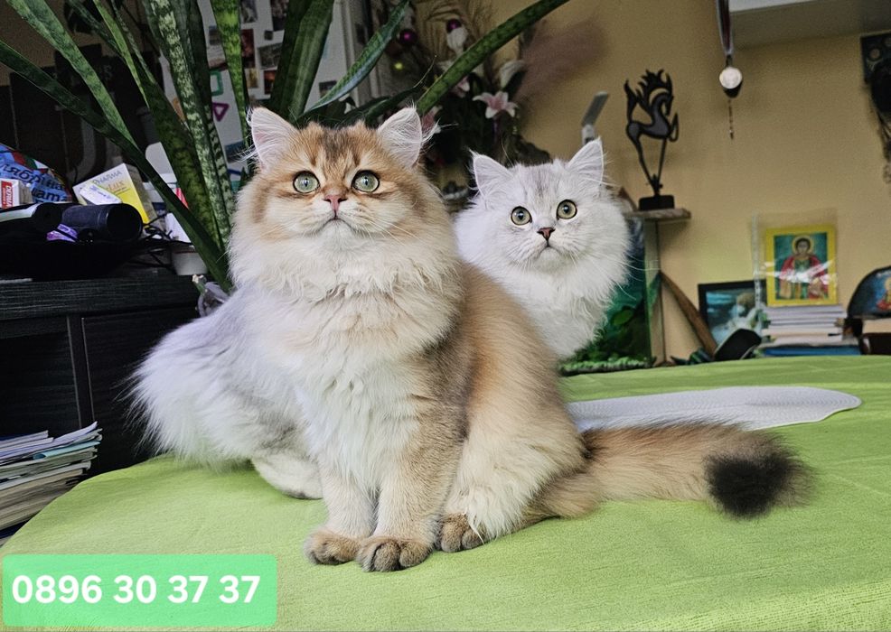 Британски дългокосмести котенца