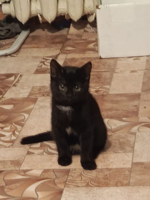 Котенок в любящую семью