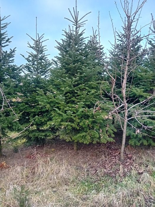 Brad verde Normandian