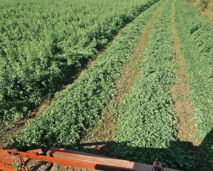 Vând baloti infoliati