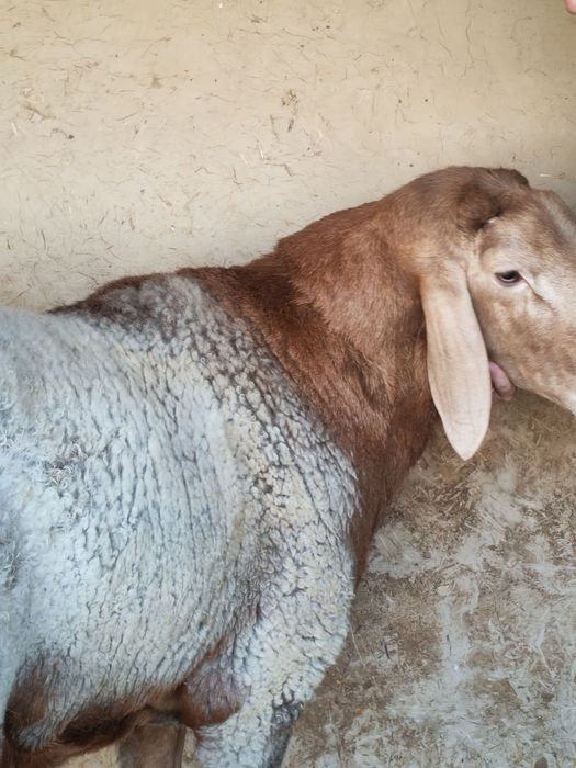 Кучкор сотилади 4тишга утган