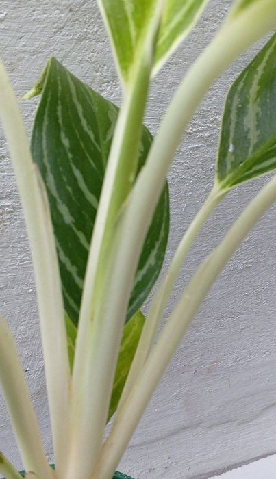 Аглаонема Кинг оф Сиам. Экзотические цветы для дома и офиса.