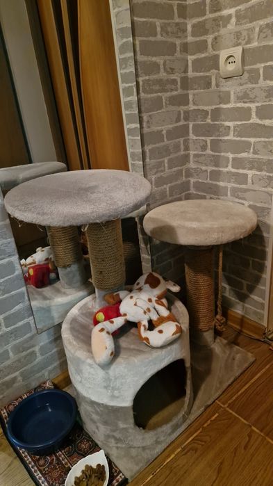 Кот. Примерно 2-3 года.