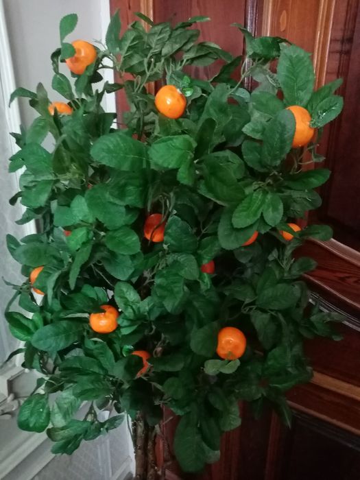 Декоротивные дерево с  мандаринами