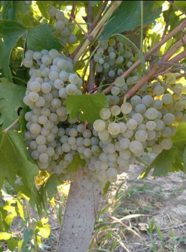 ‼️super ofera‼️Struguri de vin – dulci, sănătoși și plini de aromă!