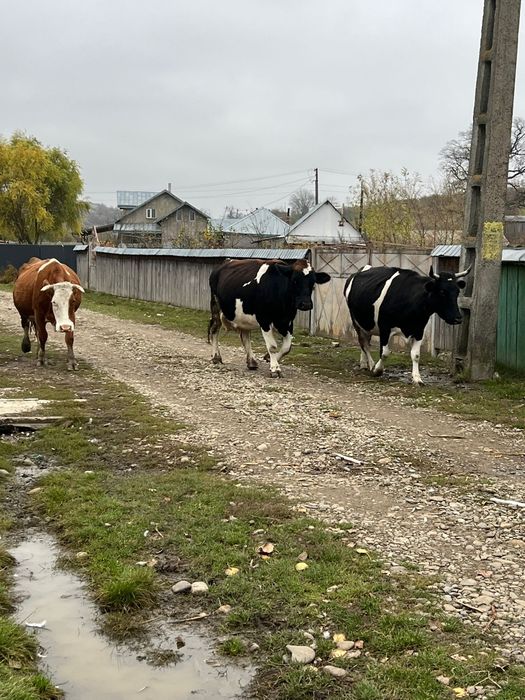 Vând vaci și viței